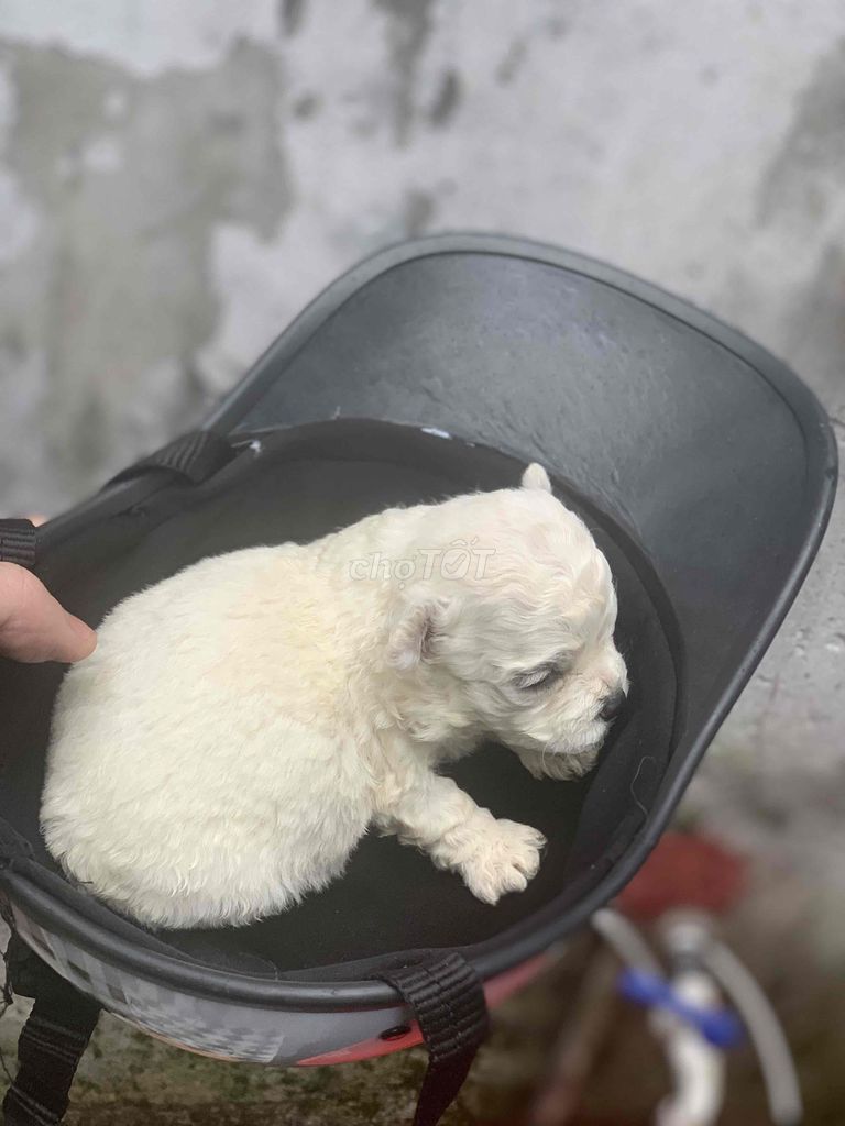 Chó Bichon sơ sinh màu Trắng. Mua bán Chó tại Quận Cầu Giấy Hà Nội được đăng bởi Nguyễn Thanh Thư hình 1