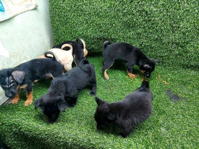 chó ta chân lùn 2 tháng tuổi