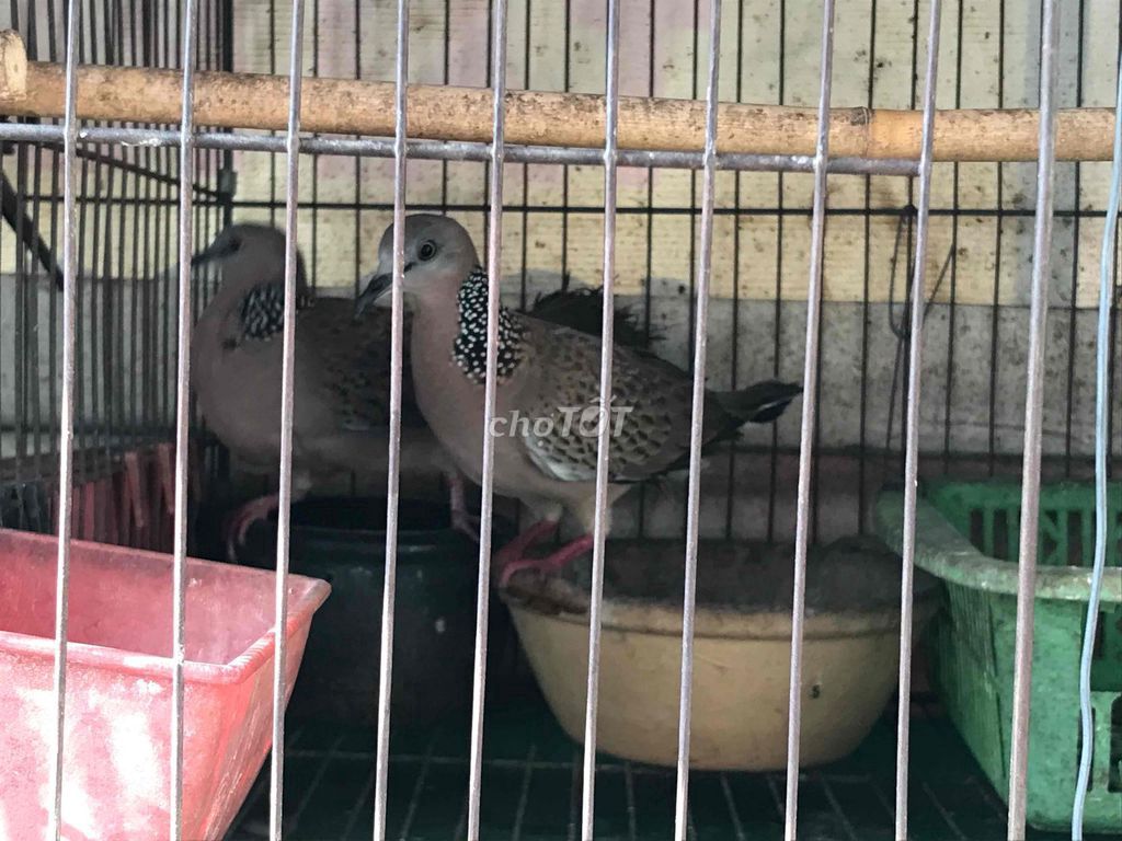 Chim cu gáy. Mua bán Chim tại Thị xã Kiến Tường Long An được đăng bởi hieu hình 1