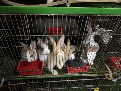 Thỏ con nhiều màu đẹp. Mua bán Thú cưng khác tại Quận Bình Thạnh Tp Hồ Chí Minh được đăng bởi Nông trại thỏ và bọ