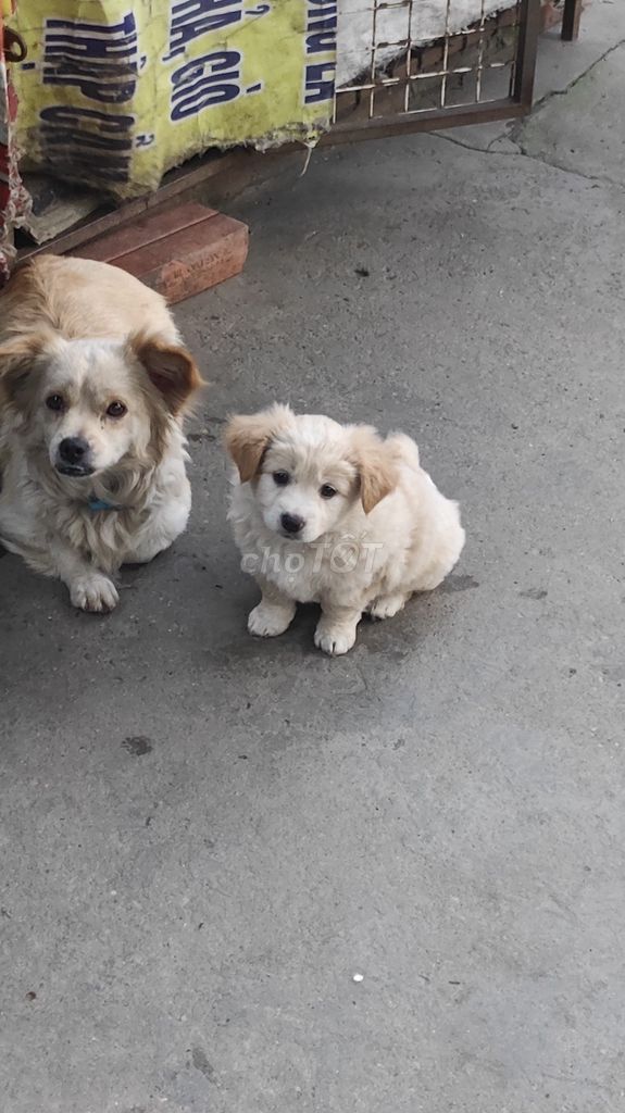Chó con Trắng kem Con non poodle lai Nhật. Mua bán Chó tại Thành phố Cẩm Phả Quảng Ninh được đăng bởi Peter Hà hình 1