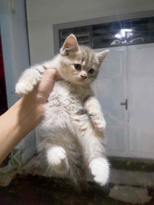 Mèo anh lông ngắn form to siêu xinhh. Mua bán Mèo tại Quận Tân Phú Tp Hồ Chí Minh được đăng bởi wookisan