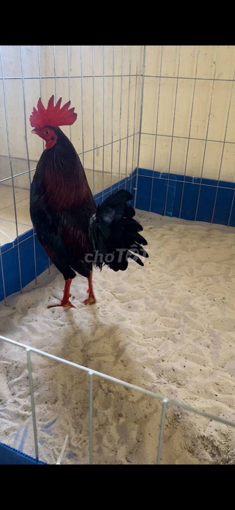 Gà Tre điều lá Cuban Mỹ 1k260 . Mua bán Gà tại Huyện Hóc Môn Tp Hồ Chí Minh được đăng bởi Le Duy hình 1