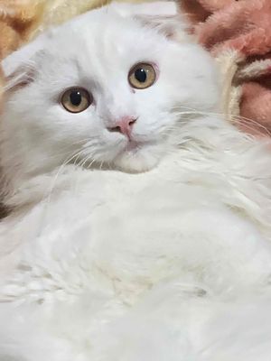 Mèo Anh lông dài tai cụp 11 tháng tuổi