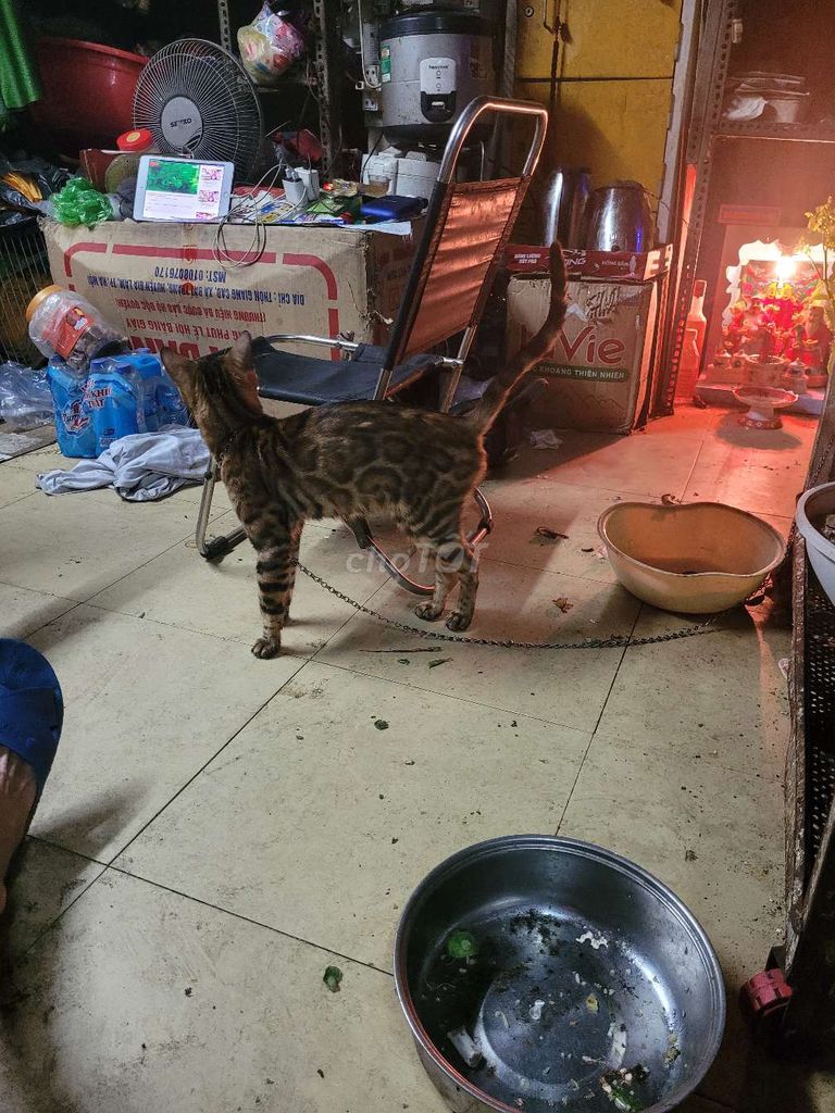 Bán mèo bengal