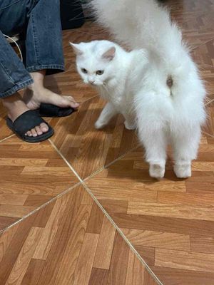 Mình có một bé mèo để lại cho bạn nào muốn nuôi. Mua bán Mèo tại Quận Đống Đa Hà Nội được đăng bởi Lê Giang