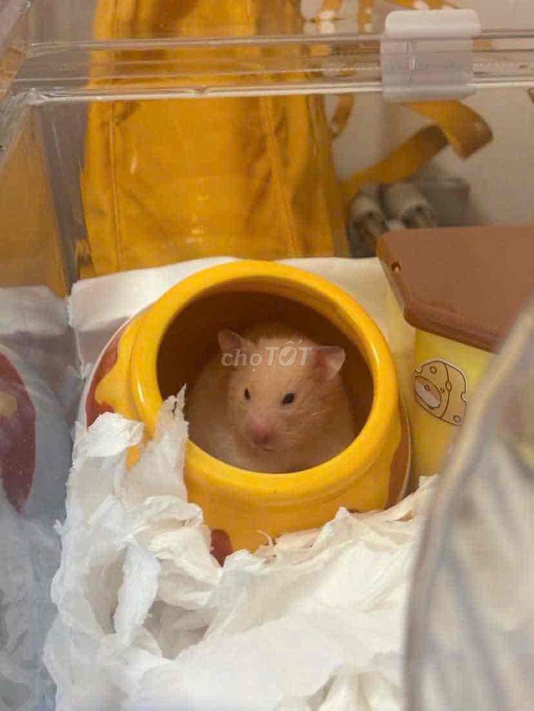 Hamster bear cái. Mua bán Thú cưng khác tại Quận Gò Vấp Tp Hồ Chí Minh được đăng bởi Haruko hình 1