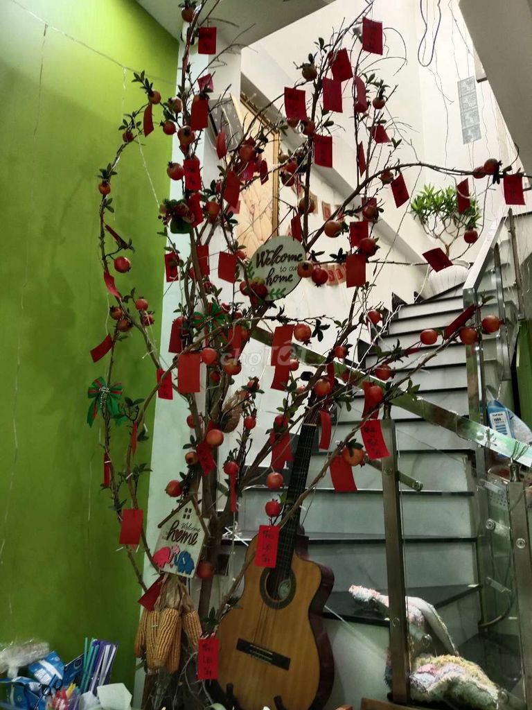 Cây lựu trang trí màu đỏ tươi cao trên 3m. Mua bán Cây cảnh, đồ trang trí tại Quận Gò Vấp Tp Hồ Chí Minh được đăng bởi Lá bồ đề hình 1