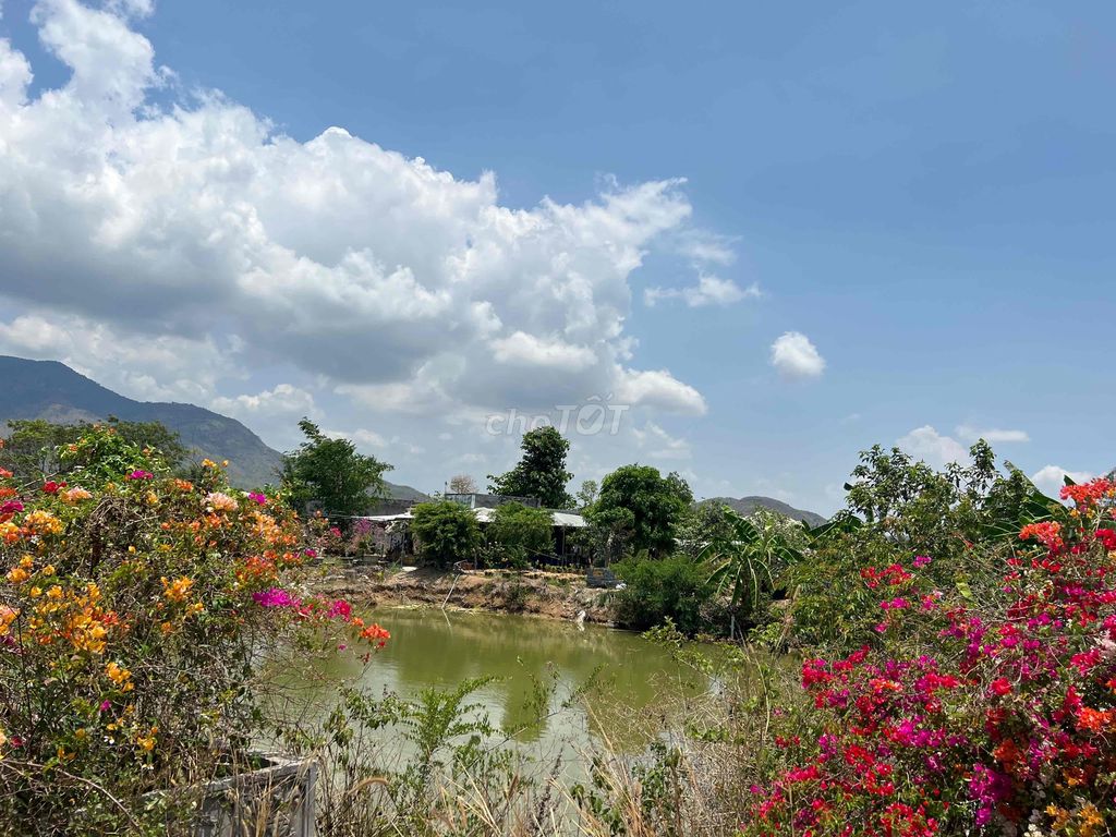 Đất vườn nghỉ dưỡng khu dân cư Hàm Thuận Nam Phan Thiết. Mua bán đất tại Huyện Hàm Thuận Nam Bình Thuận được đăng bởi Nguyễn Anh Sang hình 5