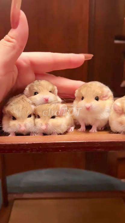 Chuột Fat-tailed Gerbil Nâu vàng. Mua bán Thú cưng khác tại Quận Tây Hồ Hà Nội được đăng bởi Quang Duy hình 1