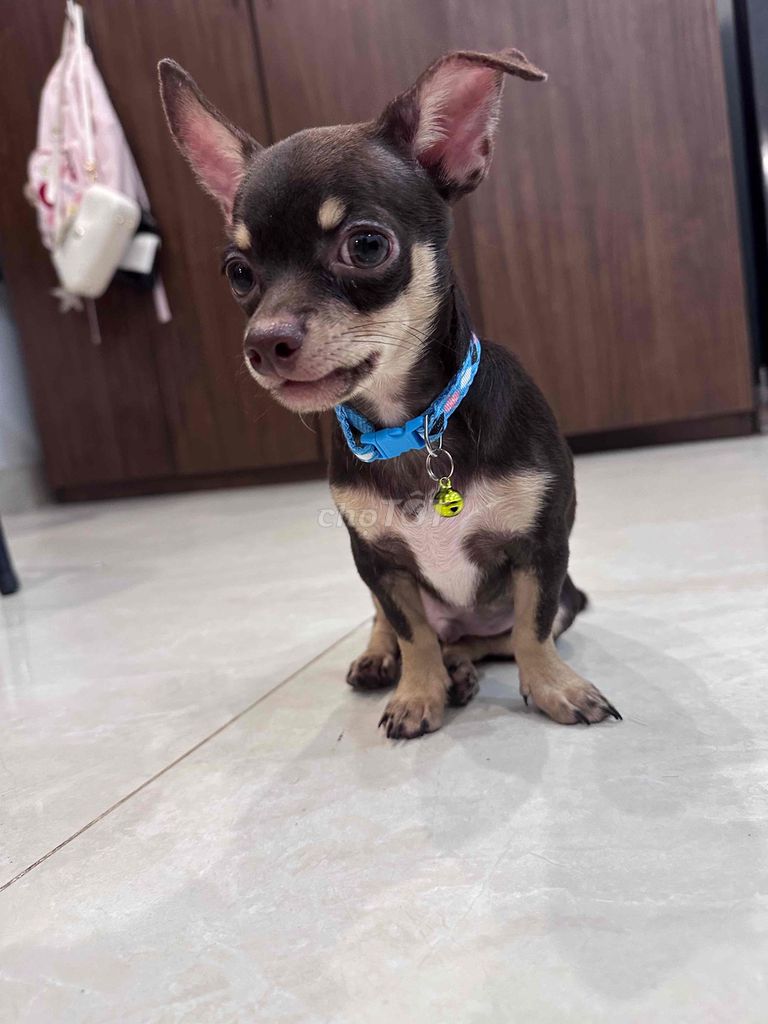 Chó Chihuahua đực socola 4 tháng. Mua bán Chó tại Quận Nam Từ Liêm Hà Nội được đăng bởi Bông hình 1