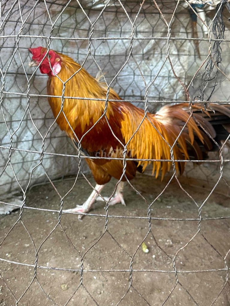 Gà không lưỡi 3.2kg 18 tháng Nâu đỏ. Mua bán Gà tại Huyện Lai Vung Đồng Tháp được đăng bởi Nhi Nguyễn hình 1