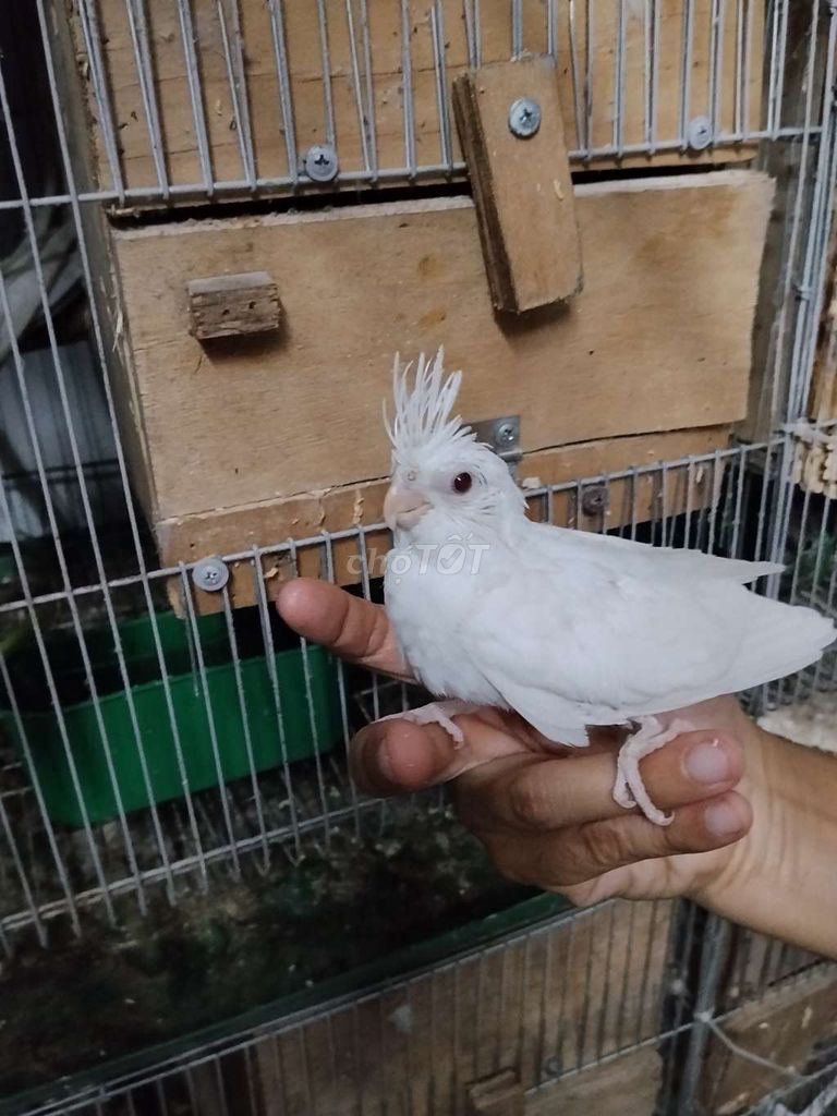Chim Cockatiel Trắng. Mua bán Chim tại Quận Liên Chiểu Đà Nẵng được đăng bởi Thai Hoa hình 1
