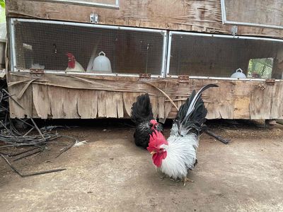 bán gà. Mua bán Gà tại Quận Nam Từ Liêm Hà Nội được đăng bởi Dũng Nguyễn Tiến