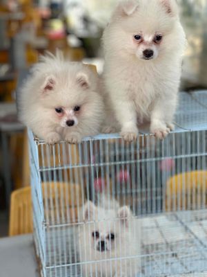 Chó Phốc Sóc trắng con