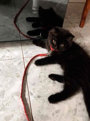 Mèo anh lông dài ald đen 4 tháng tuổi, Củ Chi