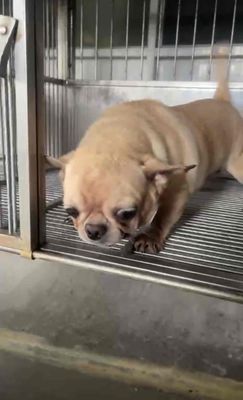 Chihuahua đực hàng khủng thuần chủng giá rẻ