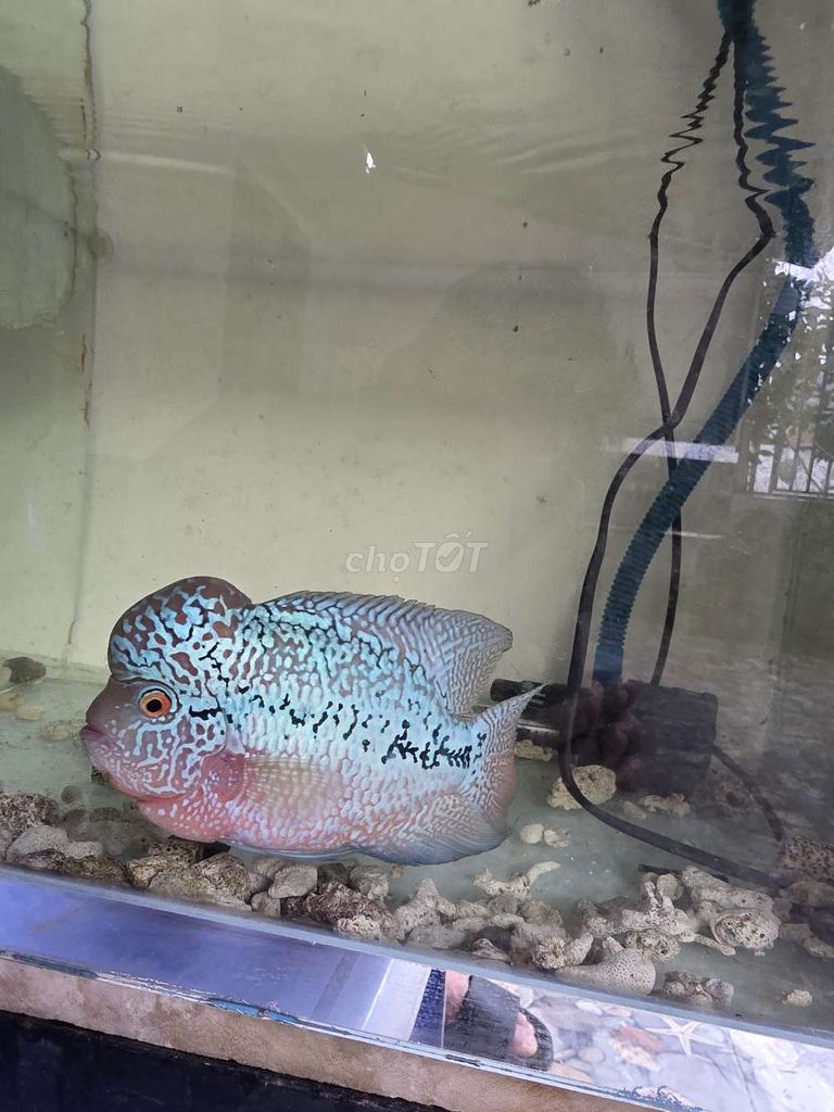 La hán f2 đẹp z4n. Mua bán Thú cưng khác tại Huyện Hóc Môn Tp Hồ Chí Minh được đăng bởi Long hình 1