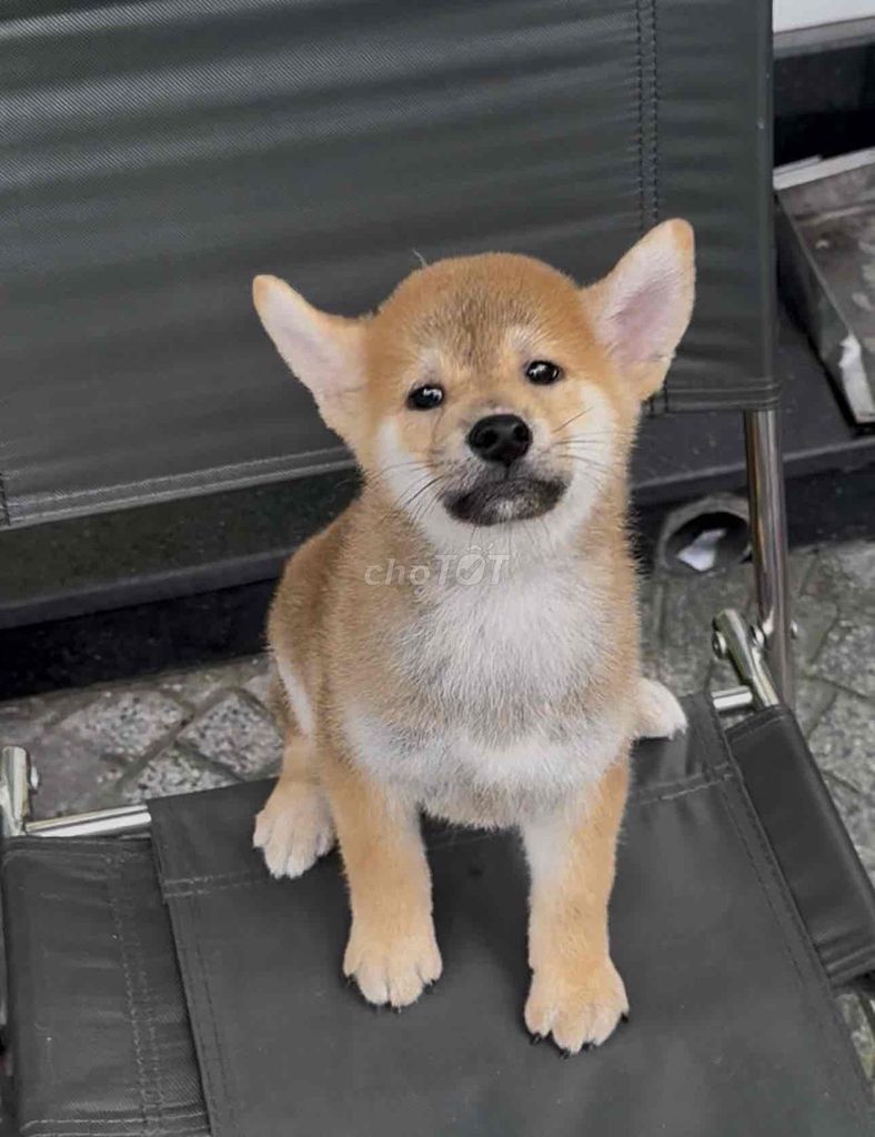Shiba inu , quốc khuyển nhật bản giá rẻ Đà Nẵng. Mua bán Chó tại Quận Thanh Khê Đà Nẵng được đăng bởi Thy Thy hình 1