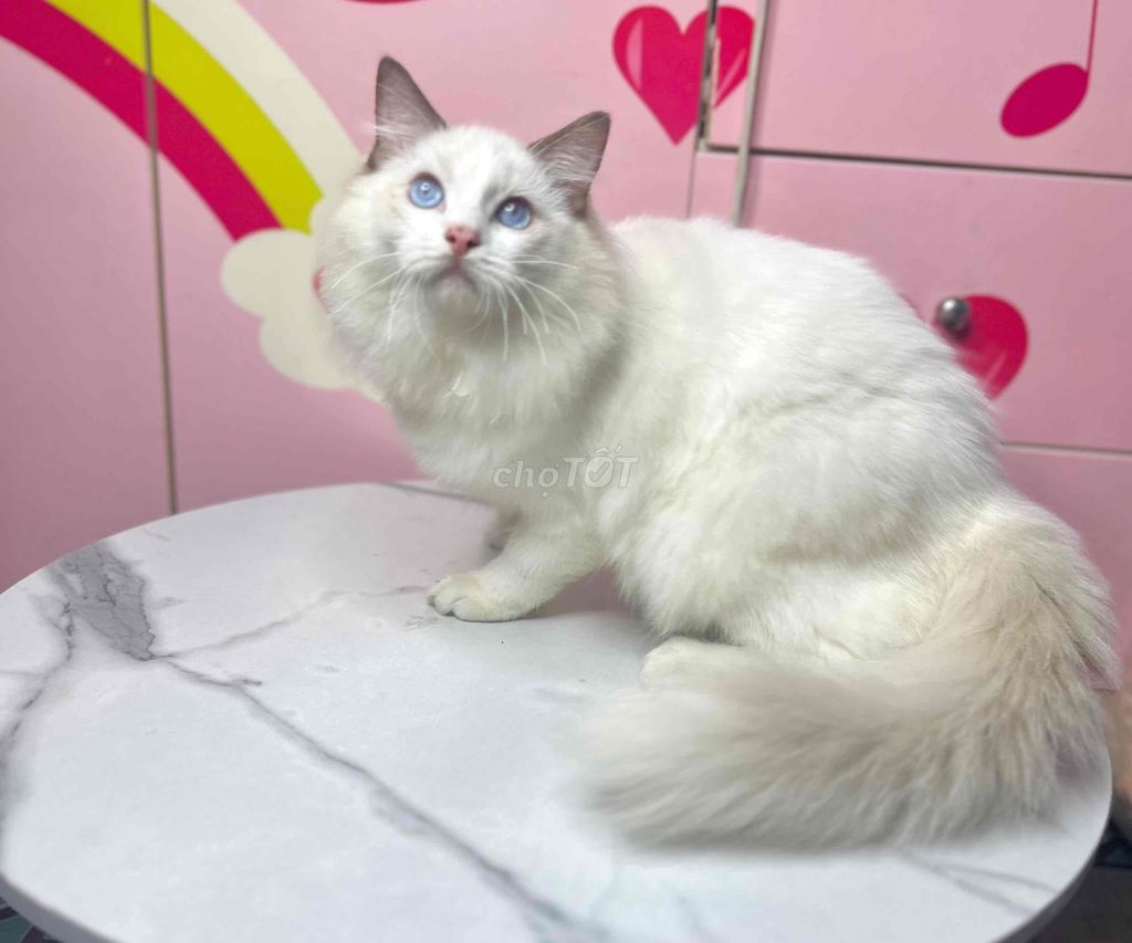 Ragdoll Đực