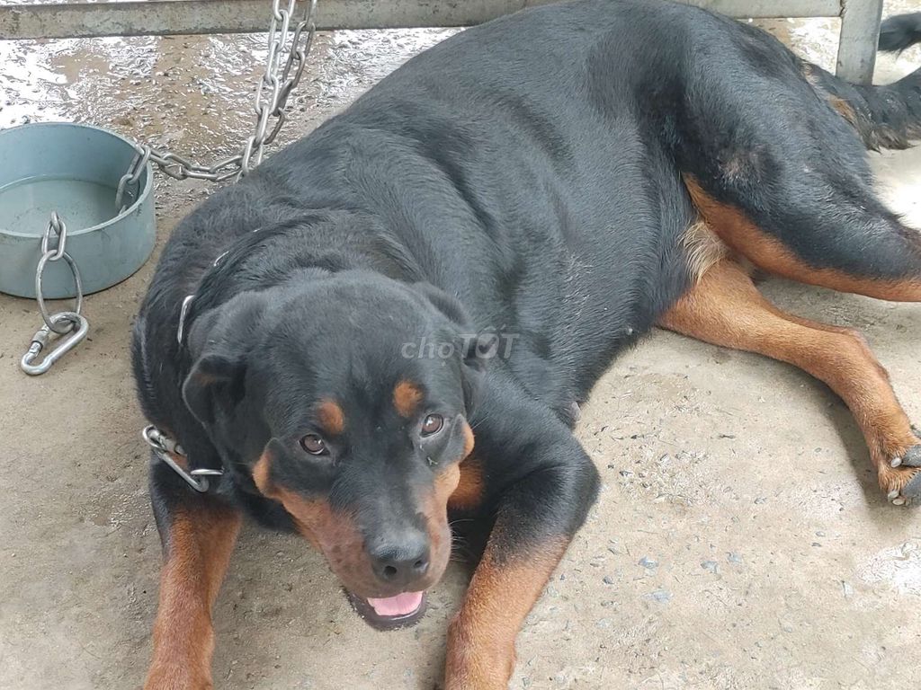 Cái Zin.Chưa Sinh. Mua bán Chó tại Quận 12 Tp Hồ Chí Minh được đăng bởi Nhân Rottweiler  hình 5