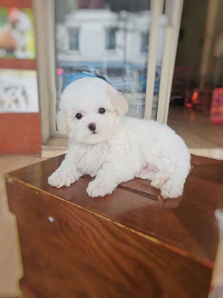 Poodle thuần chủng