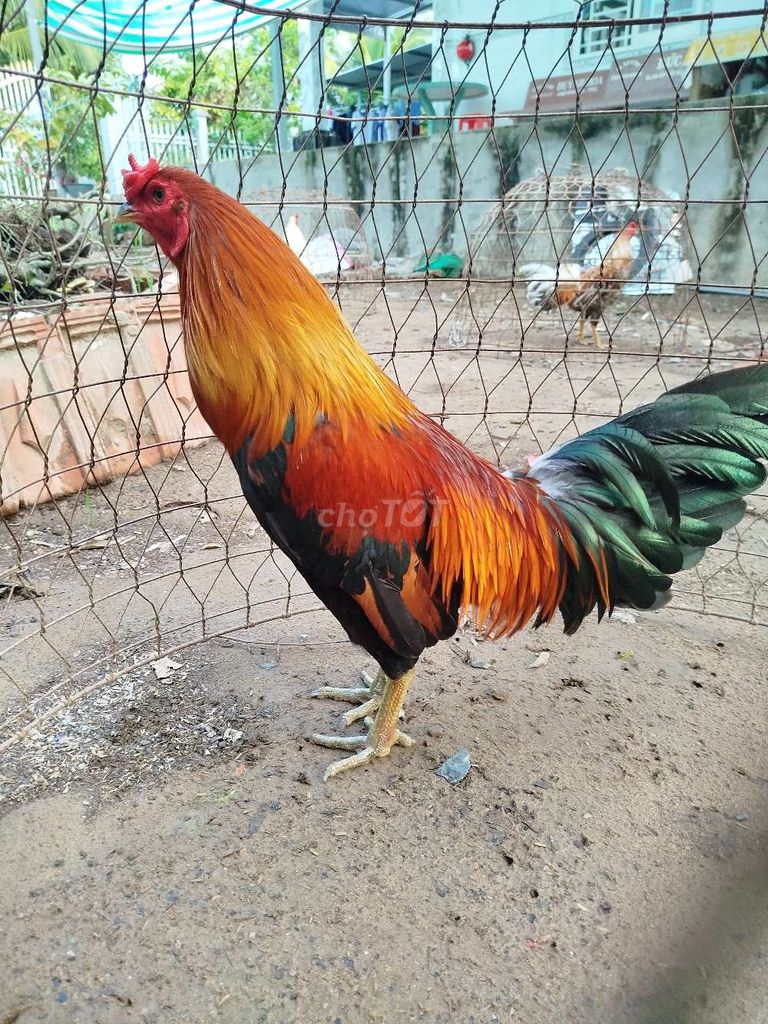 Gà xanh cán vuông, mỏ Vẹt,  3kg, đá tốt, canh kỹ. Mua bán Gà tại Huyện Cao Lãnh Đồng Tháp được đăng bởi Nông thôn hình 1