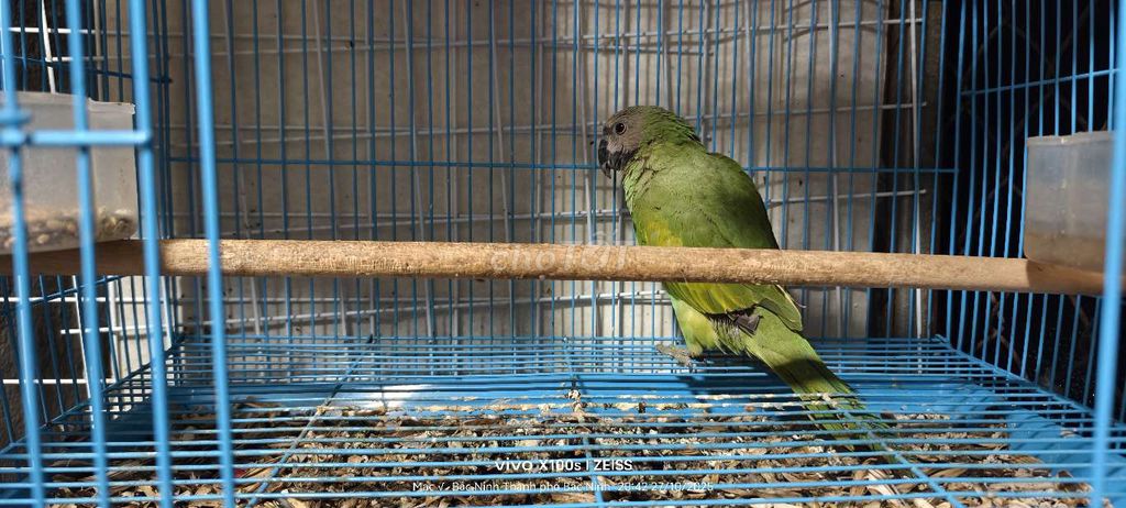 vẹt chưa biết nói. Mua bán Chim tại Thành phố Bắc Ninh Bắc Ninh được đăng bởi HVM hình 3