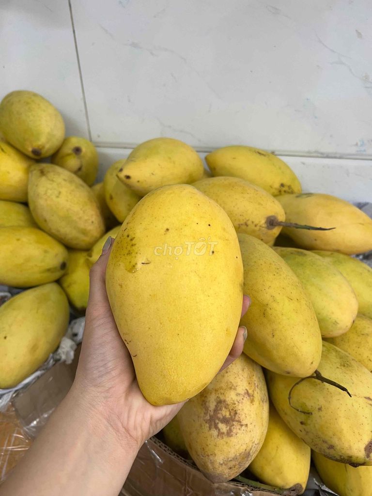 Xoài Cát Hòa Lộc Vàng Cao Lãnh. Mua bán Đồ ăn, thực phẩm và các loại khác tại Quận 4 Tp Hồ Chí Minh được đăng bởi Thoa Truong hình 1