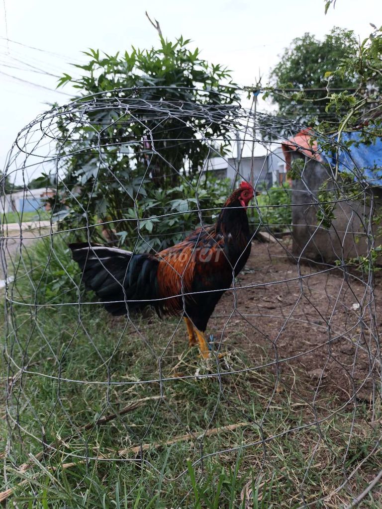 Gà chọi trống màu Đen, Đỏ, Vàng. Mua bán Gà tại Thành phố Long Khánh Đồng Nai được đăng bởi Sang hình 1