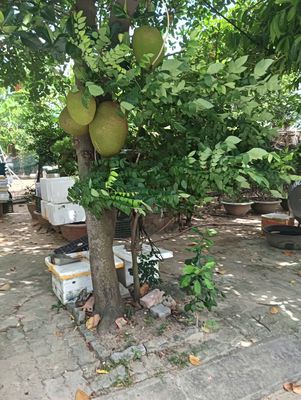 BÁN ĐẤT MẶT TIỀN TRÀ KHÊ 7 – KHU GIỚI CÔNG NGHỆ & TRI THỨC. Mua bán đất tại Quận Ngũ Hành Sơn Đà Nẵng được đăng bởi Võ Văn Trường