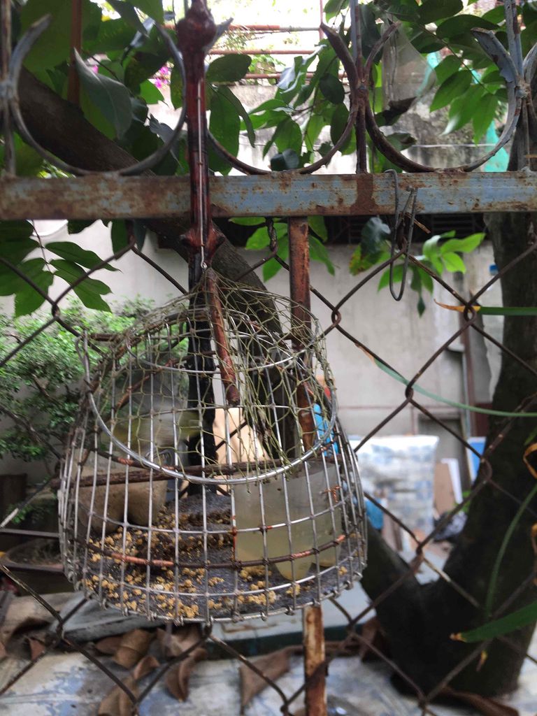 lụp chim nhỏ mi ni inox. Mua bán Phụ kiện, Thức ăn, Dịch vụ tại Quận Ninh Kiều Cần Thơ được đăng bởi luân pham hình 3