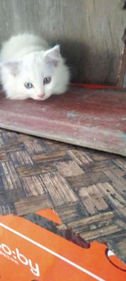 Mèo ald trắng mắt 2 màu