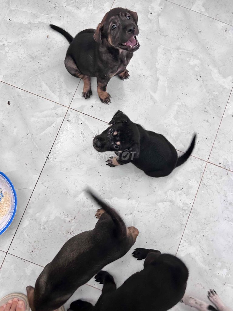 Chó cỏ đen nâu trắng đốm. Mua bán Chó tại Huyện Bình Chánh Tp Hồ Chí Minh được đăng bởi Thùy Trang hình 1