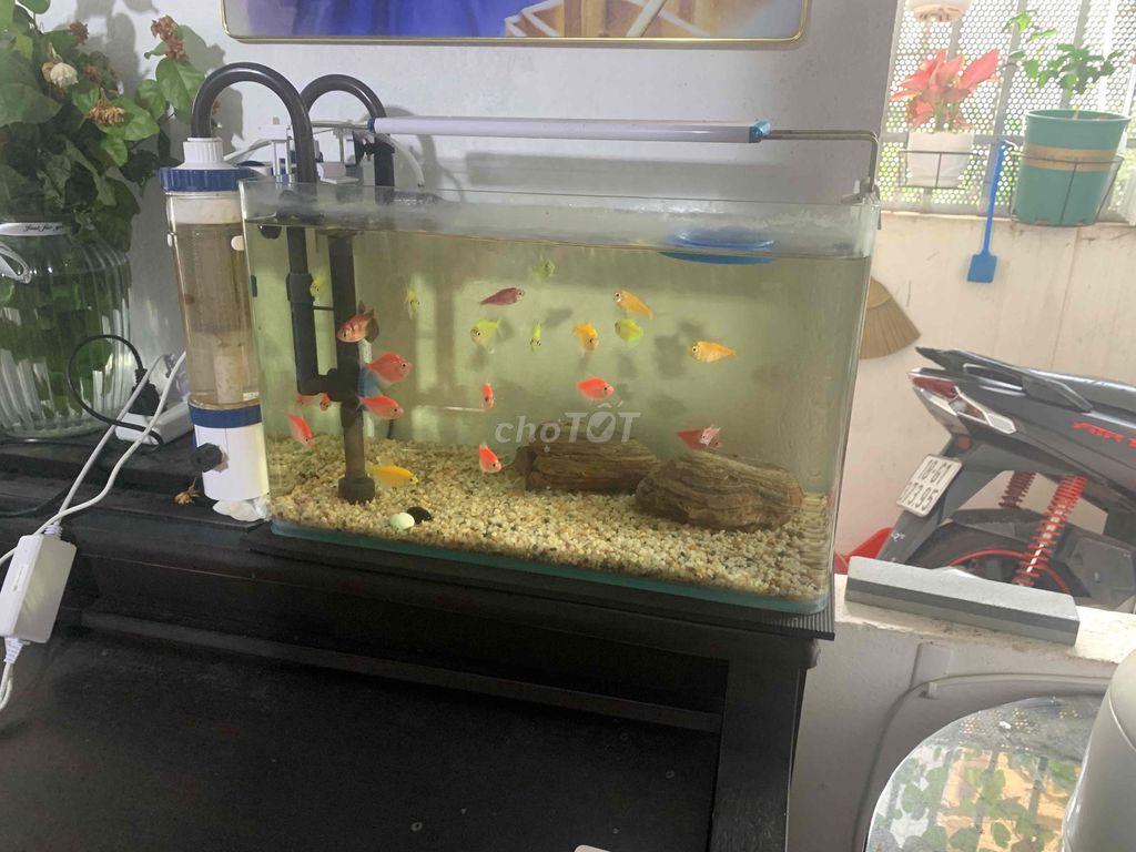 Bán bể cá mini và bộ lọc. Mua bán Phụ kiện, Thức ăn, Dịch vụ tại Huyện Gia Lâm Hà Nội được đăng bởi Trần Văn Tuyên hình 1
