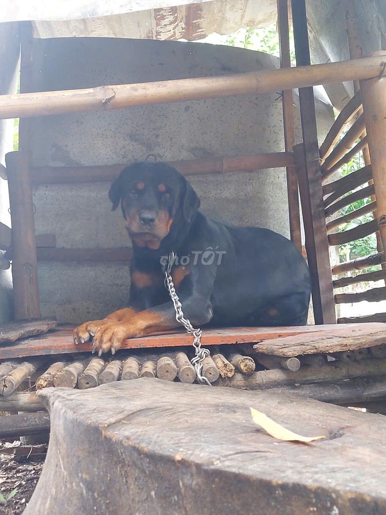 Chó Rottweiler cái tơ. Mua bán Chó tại Huyện Củ Chi Tp Hồ Chí Minh được đăng bởi Tứng Nói hình 3