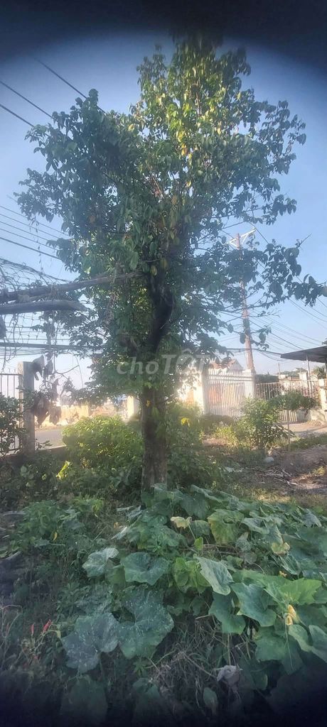 Cây cảnh Khế chua 3m hoành 84cm. Mua bán Cây cảnh, đồ trang trí tại Thị xã Tân Uyên Bình Dương được đăng bởi phong hình 1