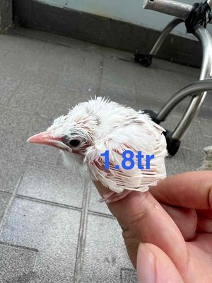 Chào mào bạch non