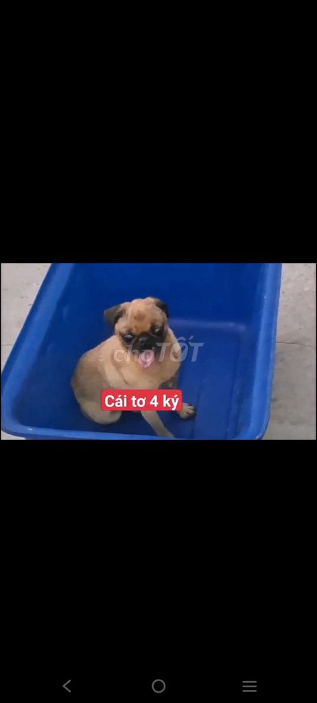 pug cái. Mua bán Chó tại Thành phố Bà Rịa Bà Rịa - Vũng Tàu được đăng bởi thuy tran hình 1