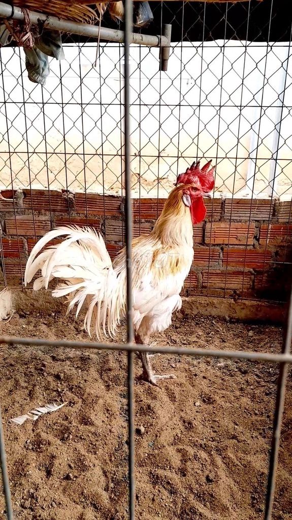Peru 4kg2 thay long . Mua bán Gà tại Huyện Châu Thành Bến Tre được đăng bởi gà Việt lai hình 1