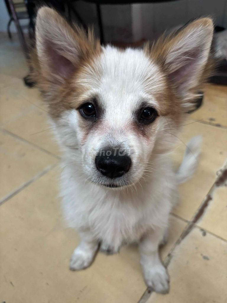 Chó Phốc sóc lai Nhật đã tiêm 1 mũi. Mua bán Chó tại Quận Tân Phú Tp Hồ Chí Minh được đăng bởi Bảo Trân hình 1