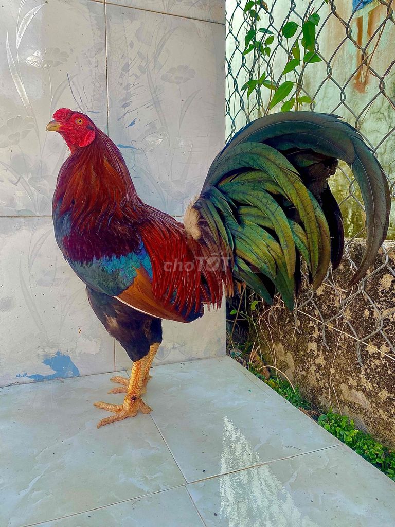 🍀mỹ hacht 3k2 mọc cựa trước. Mua bán Gà tại Huyện Kế Sách Sóc Trăng được đăng bởi TRẠI GÀ TẤN PHÁT 68 hình 1