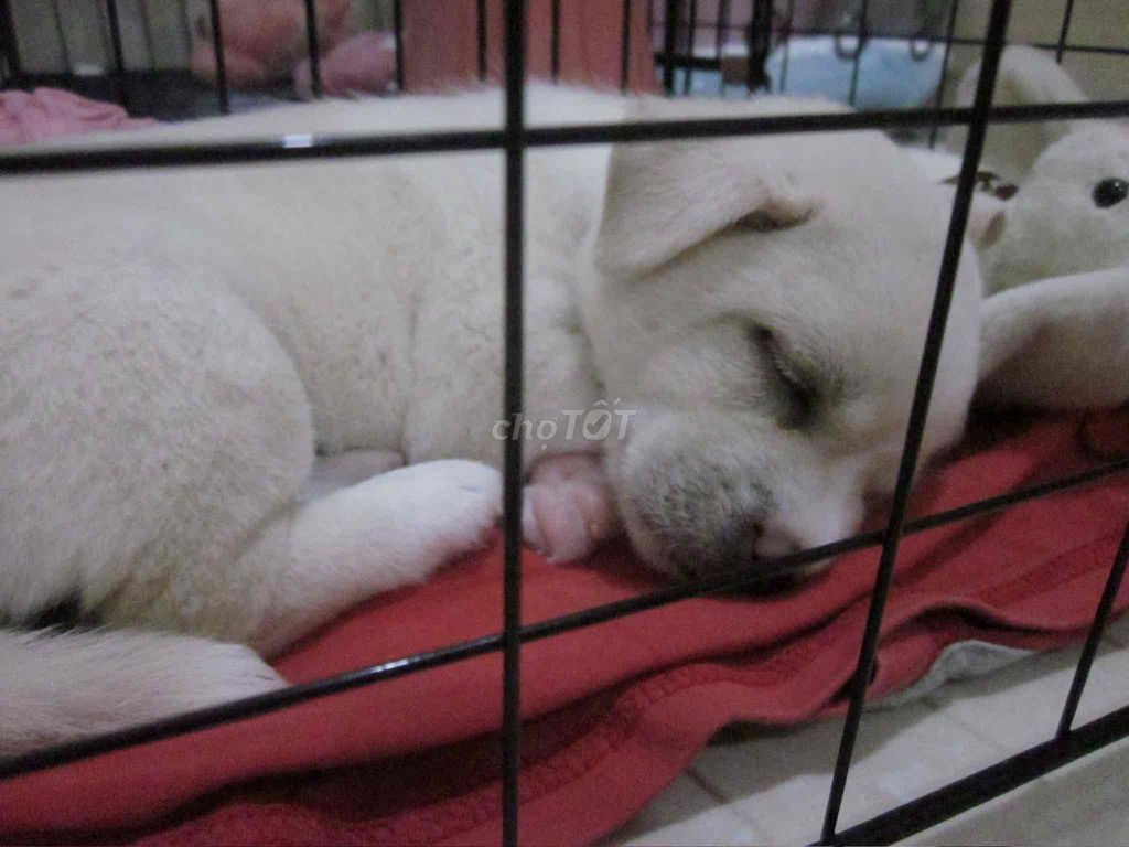 Chó Phóc lai Nhật Trắng. Mua bán Chó tại Thành phố Thủ Đức Tp Hồ Chí Minh được đăng bởi Lê Hoàng Gia Huy hình 1