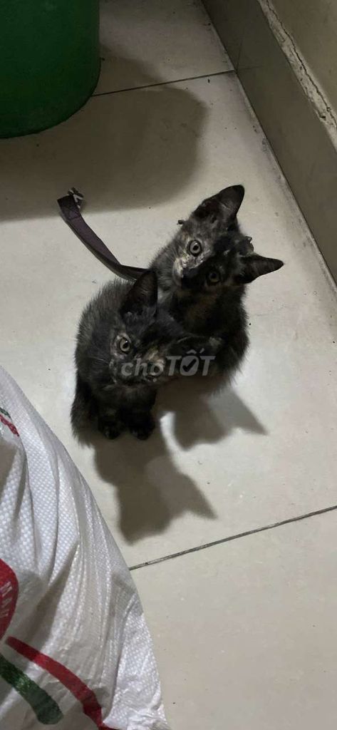 tìm mái ấm yêu thương. Mua bán Mèo tại Quận Bình Tân Tp Hồ Chí Minh được đăng bởi Khánhh Như hình 1