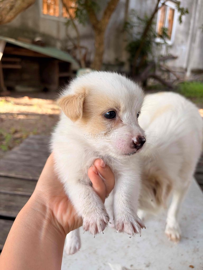 Thân Tặng chó con. Mua bán Chó tại Thành phố Bà Rịa Bà Rịa - Vũng Tàu được đăng bởi Tam Phan hình 1