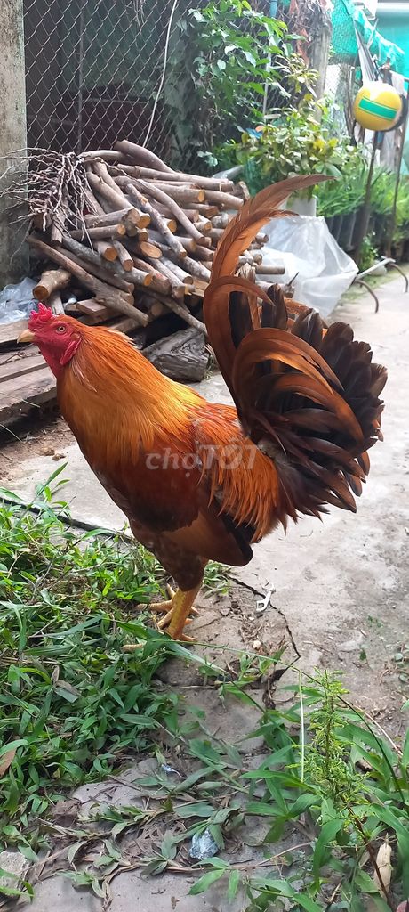 Ga Việt Thái mỹ 3k4. Mua bán Gà tại Huyện Vĩnh Thạnh Cần Thơ được đăng bởi tran hoang hình 1