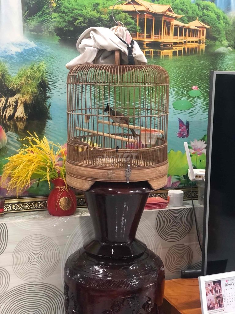 Chim chào mào. Mua bán Chim tại Thành phố Biên Hòa Đồng Nai được đăng bởi Khôi Nguyên Hoàng hình 1