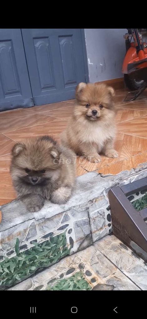 Chó Pomeranian nhiều màu. Mua bán Chó tại Thành phố Biên Hòa Đồng Nai được đăng bởi Lạc lạc  hình 1