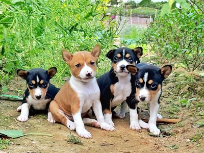 Basenji - Chó Không Sủa và còn nhiều giống khác