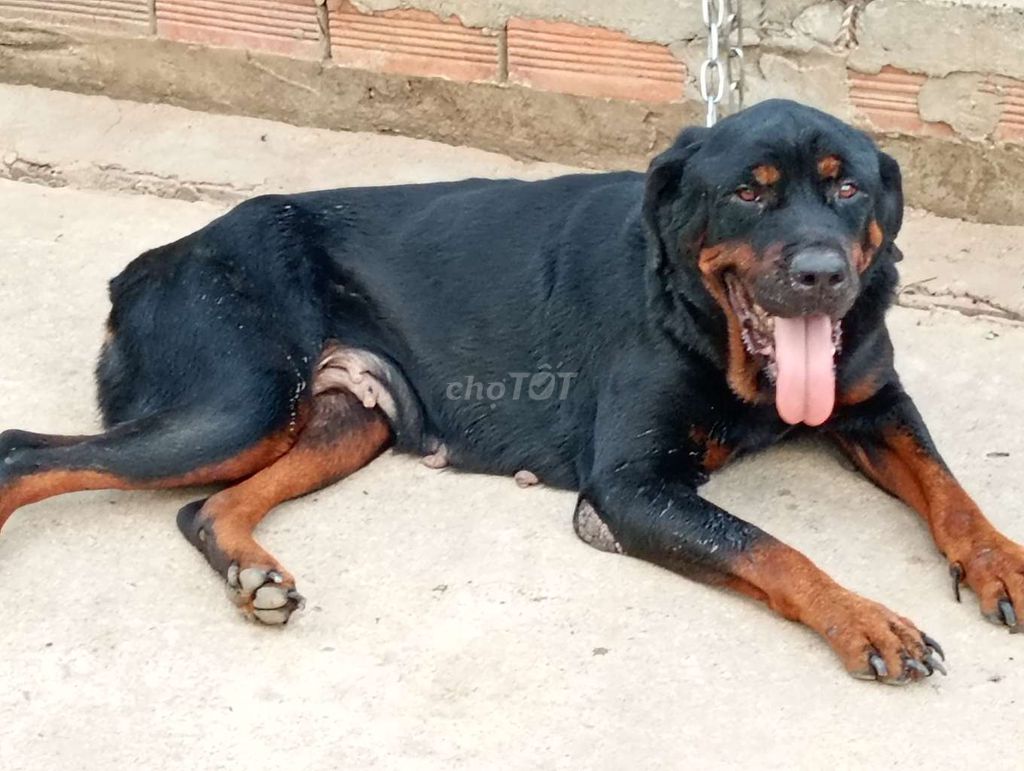 Chó Rottweiler cái Đen vàng. Mua bán Chó tại Thành phố Tây Ninh Tây Ninh được đăng bởi Nhân Rottweiler  hình 1